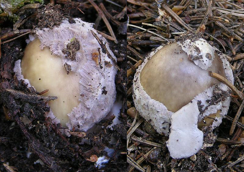 Ecco i funghi.....finalmente.